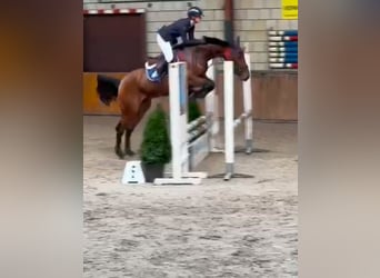 Zangersheide, Caballo castrado, 6 años, 170 cm, Castaño oscuro