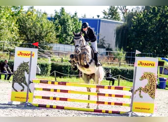 Zangersheide, Caballo castrado, 6 años, 170 cm, Tordo