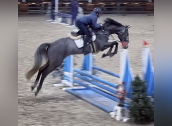 Zangersheide, Caballo castrado, 6 años, 170 cm, Tordo