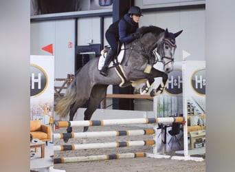 Zangersheide, Caballo castrado, 6 años, 170 cm, Tordo