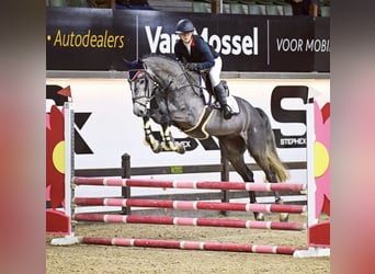 Zangersheide, Caballo castrado, 6 años, 170 cm, Tordo