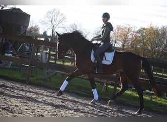 Zangersheide, Caballo castrado, 6 años, 172 cm, Castaño
