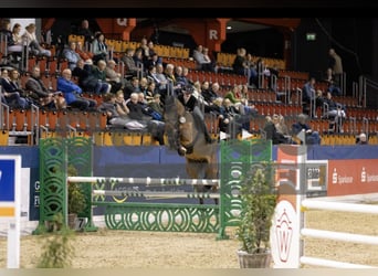 Zangersheide, Caballo castrado, 6 años, 172 cm, Castaño