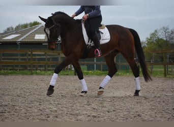 Zangersheide, Caballo castrado, 6 años, 172 cm, Castaño oscuro