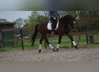 Zangersheide, Caballo castrado, 6 años, 172 cm, Castaño oscuro