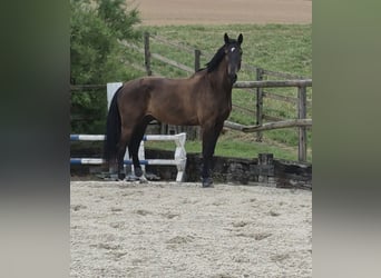 Zangersheide, Caballo castrado, 6 años, 172 cm, Castaño oscuro