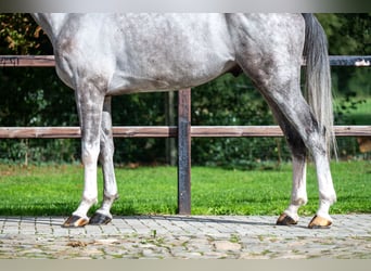 Zangersheide, Caballo castrado, 6 años, 172 cm, Tordo