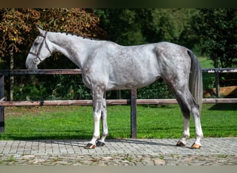 Zangersheide, Caballo castrado, 6 años, 172 cm, Tordo