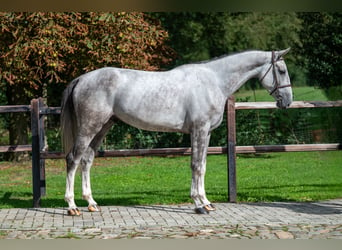 Zangersheide, Caballo castrado, 6 años, 172 cm, Tordo