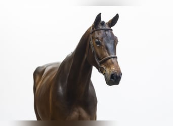 Zangersheide, Caballo castrado, 6 años, 173 cm