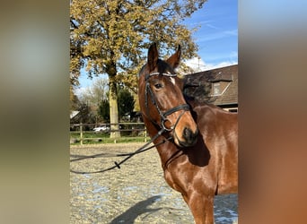 Zangersheide, Caballo castrado, 6 años, 173 cm, Castaño