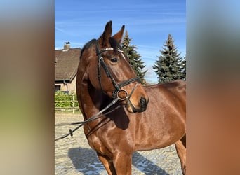 Zangersheide, Caballo castrado, 6 años, 173 cm, Castaño