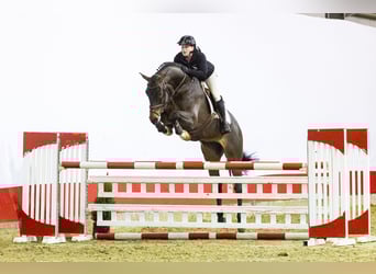 Zangersheide, Caballo castrado, 6 años, 173 cm, Castaño
