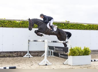 Zangersheide, Caballo castrado, 6 años, 173 cm, Negro