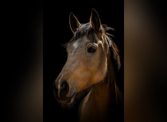 Zangersheide, Caballo castrado, 6 años, 174 cm, Buckskin/Bayo