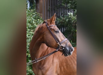 Zangersheide, Caballo castrado, 6 años, 175 cm, Alazán-tostado