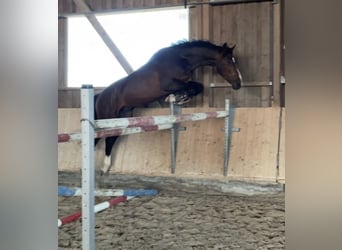 Zangersheide, Caballo castrado, 6 años, 175 cm, Castaño