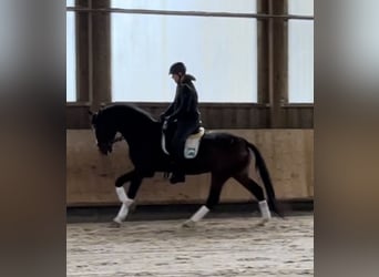 Zangersheide, Caballo castrado, 6 años, 175 cm, Castaño