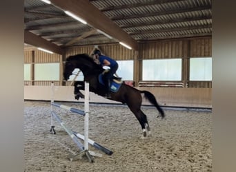 Zangersheide, Caballo castrado, 6 años, 175 cm, Castaño