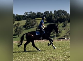 Zangersheide, Caballo castrado, 6 años, 175 cm, Castaño