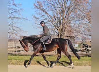 Zangersheide, Caballo castrado, 6 años, 175 cm, Castaño oscuro