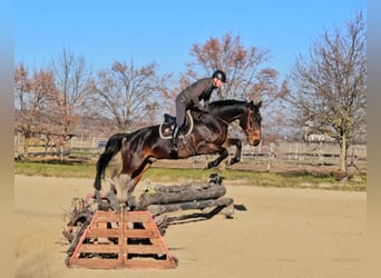 Zangersheide, Caballo castrado, 6 años, 175 cm, Castaño oscuro