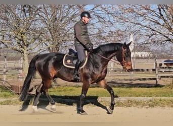 Zangersheide, Caballo castrado, 6 años, 175 cm, Castaño oscuro