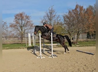 Zangersheide, Caballo castrado, 6 años, 175 cm, Castaño oscuro