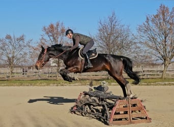 Zangersheide, Caballo castrado, 6 años, 175 cm, Castaño oscuro