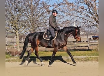 Zangersheide, Caballo castrado, 6 años, 175 cm, Castaño oscuro