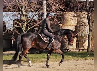 Zangersheide, Caballo castrado, 6 años, 175 cm, Castaño oscuro