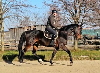 Zangersheide, Caballo castrado, 6 años, 175 cm, Castaño oscuro