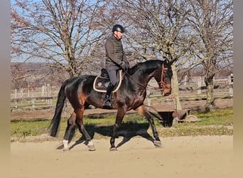 Zangersheide, Caballo castrado, 6 años, 175 cm, Castaño oscuro