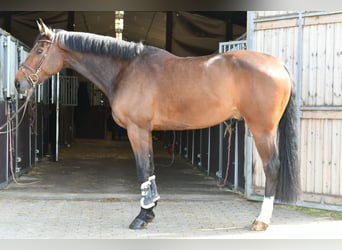 Zangersheide, Caballo castrado, 6 años, 175 cm, Castaño oscuro