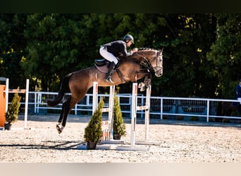 Zangersheide, Caballo castrado, 6 años, 175 cm, Tordo