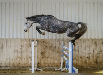 Zangersheide, Caballo castrado, 6 años, 175 cm, Tordo rodado