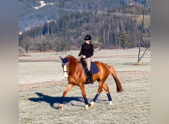 Zangersheide, Caballo castrado, 6 años, 176 cm, Alazán