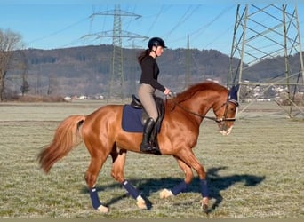 Zangersheide, Caballo castrado, 6 años, 176 cm, Alazán