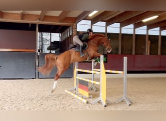 Zangersheide, Caballo castrado, 6 años, 176 cm, Alazán