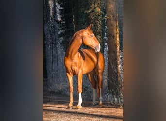 Zangersheide, Caballo castrado, 6 años, 176 cm, Alazán