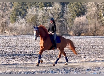 Zangersheide, Caballo castrado, 6 años, 176 cm, Alazán