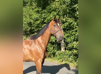 Zangersheide, Caballo castrado, 6 años, 177 cm, Castaño