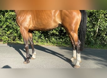 Zangersheide, Caballo castrado, 6 años, 177 cm, Castaño
