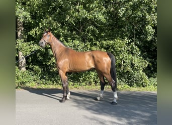 Zangersheide, Caballo castrado, 6 años, 177 cm, Castaño