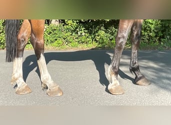 Zangersheide, Caballo castrado, 6 años, 177 cm, Castaño