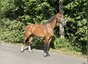Zangersheide, Caballo castrado, 6 años, 177 cm, Castaño