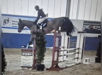 Zangersheide, Caballo castrado, 6 años, 178 cm, Castaño