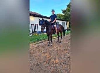 Zangersheide, Caballo castrado, 6 años, 178 cm, Castaño oscuro