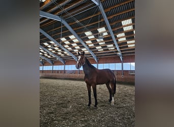 Zangersheide, Caballo castrado, 6 años, Castaño