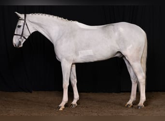 Zangersheide, Caballo castrado, 6 años, Tordo